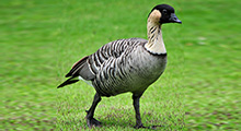 Geese - Hawaiian Nene